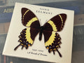 Sophie Zelmani ‎– 1995-2005 A Decade Of Dreams (NM/NM) SWE-05